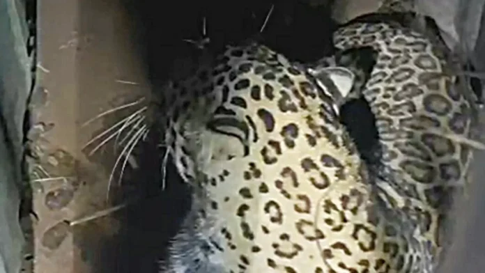 Leopard