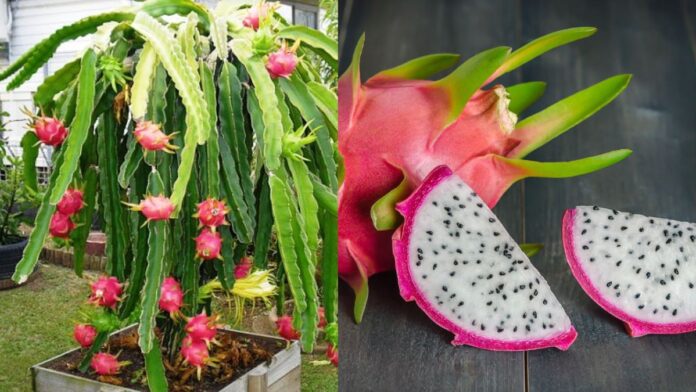 Dragon Fruit