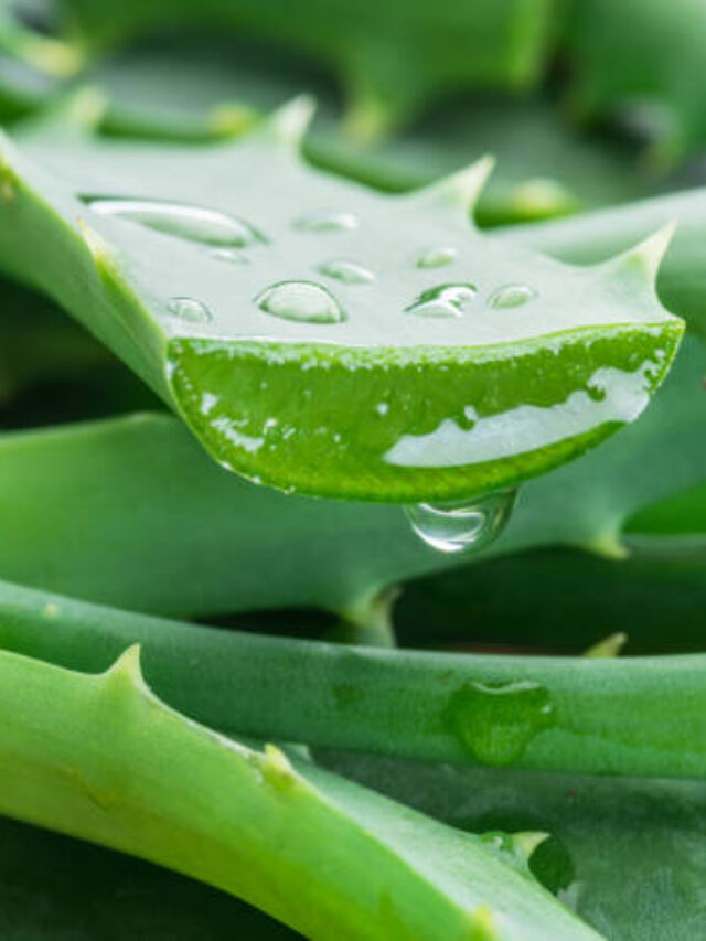 Aloe or Aloe vera fresh leaves and slices on white background.