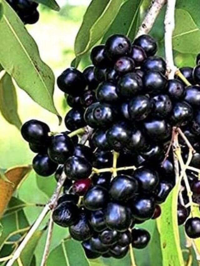 online-plant-bazar-black-jamun-fruit-live-plant-thai-varity-grafted-pack-of-1-product-images-orv3ptqtnxy-p596397522-0-202212152121