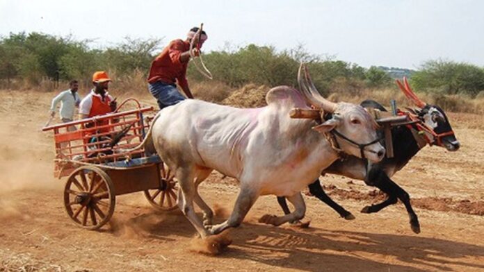 Bullock Cart Race