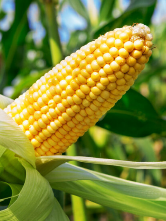 Benefits Of Sweet Corn : ‘मक्याचे कणीस’ आरोग्यासाठी अत्यंत फायदेशीर.