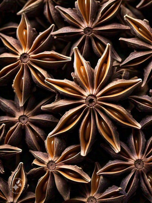 Star Anise | जाणून घेऊया चक्रफुलचे फायदे