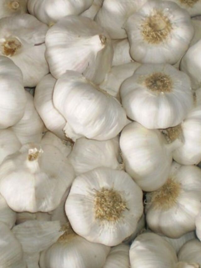 Benefits of Garlic | लसूण हे एक औषधी आणि चवदार कंदमूळ आहे, ज्याचे रोजच्या आहारात सेवन केल्याने हृदयाचे आरोग्य, रोगप्रतिकारशक्ती आणि कोलेस्ट्रॉल नियंत्रित राहण्यास मदत होते.